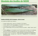 Bienfaits des feuilles du Neem